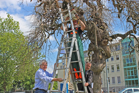 Kunst entsteht im öffentlichen Raum - Georg Becker schafft Baumskulptur an der Buchmühle