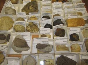 Fossiliensammlung Stadt Bergisch Gladbach