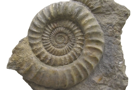 Ammonit aus dem Unter-Jura Süddeutschlands mit 56 cm Durchmesser (ca. 190 Mio. Jahre alt)