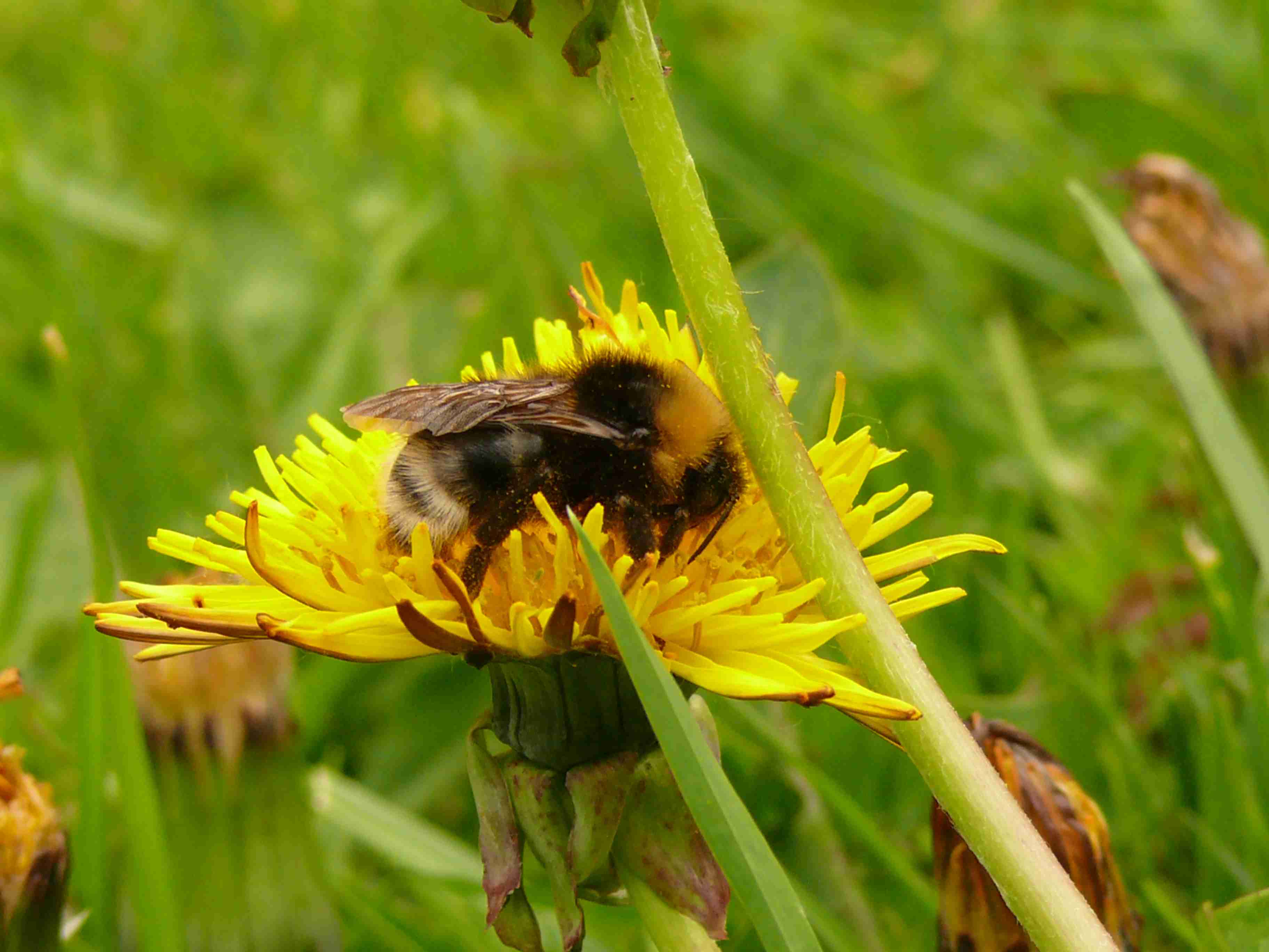Hummel auf Löwenzahnblüte