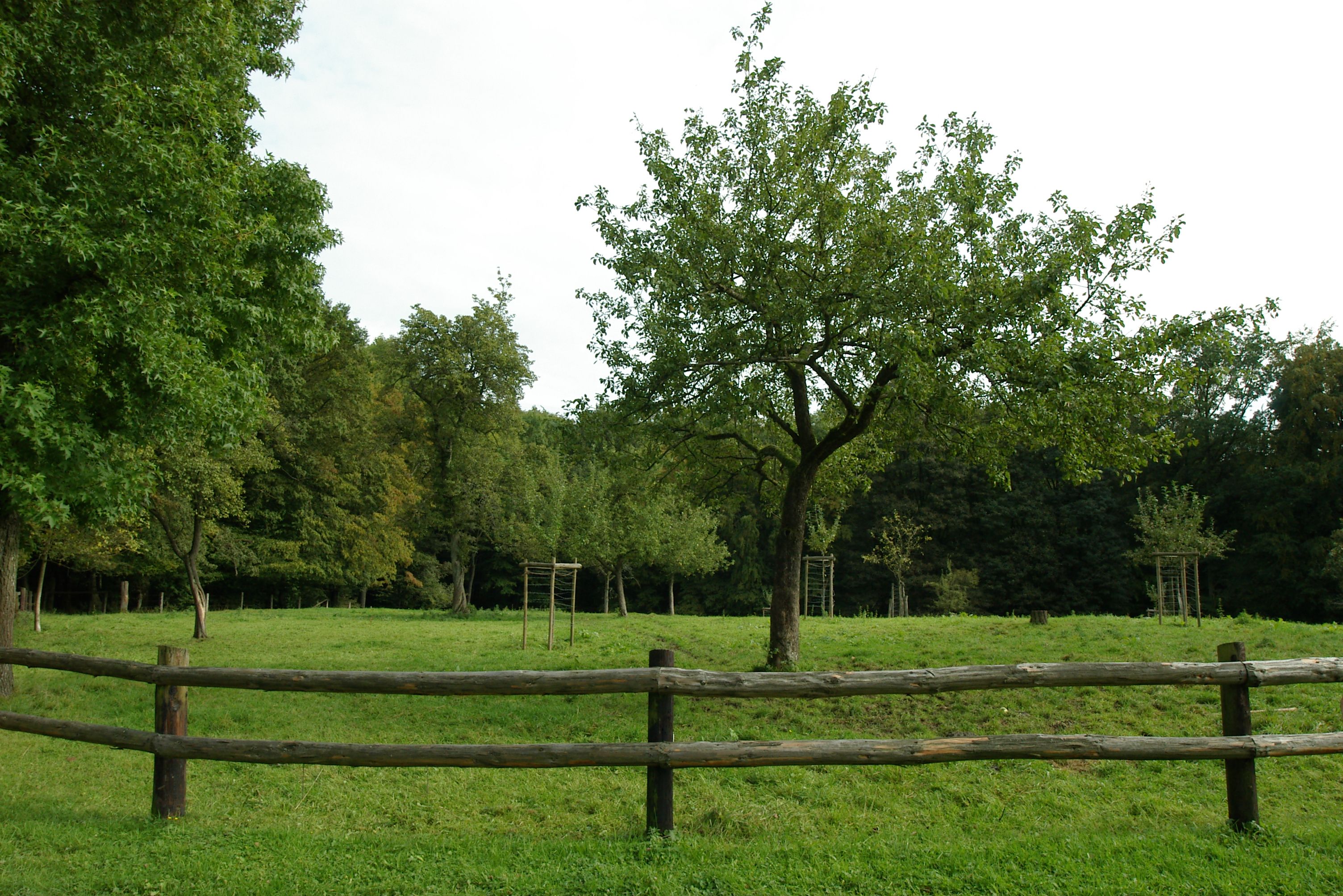 Wiese mit alten und jungen Obsthochstämmen