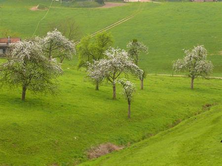 Obstwiese