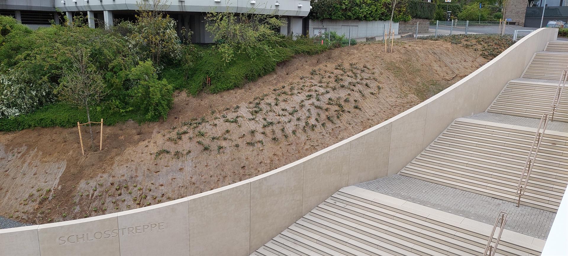 Neue Bepflanzung an der Bensberger Schlosstreppe