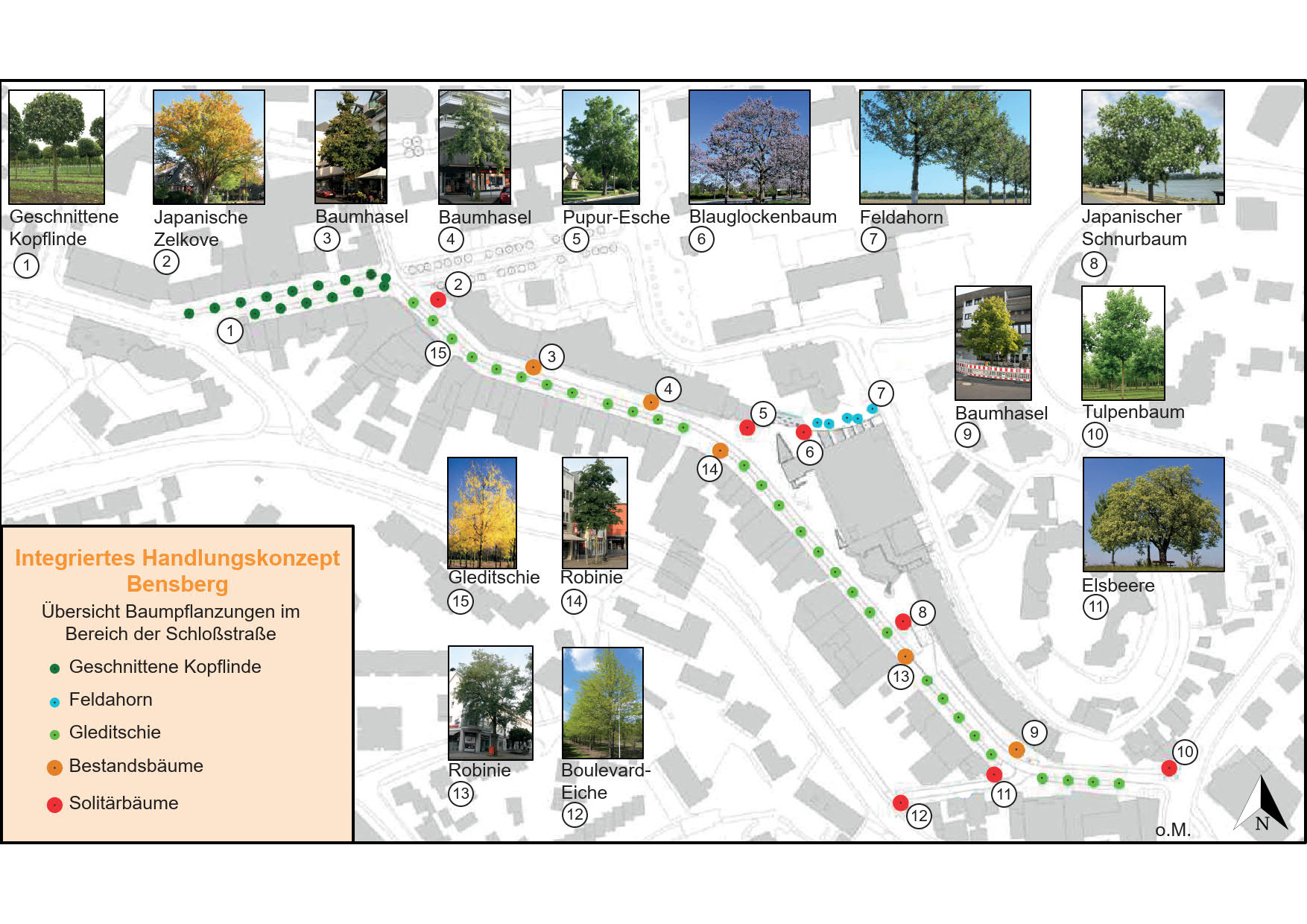 30 Gleditschien für die Schloßstraße: Konzept der Straßenbäume jetzt komplett