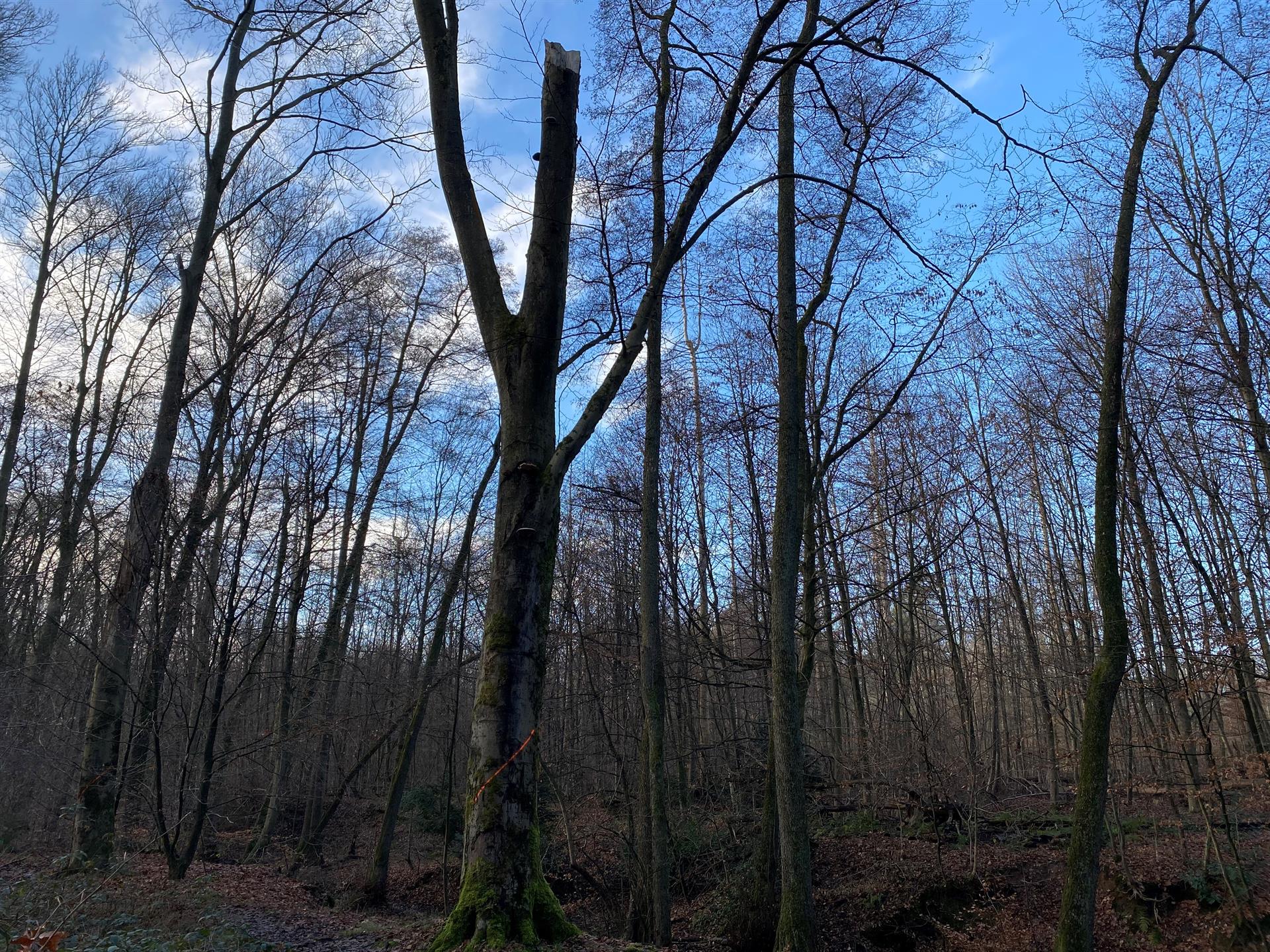 Verkehrssicherungsmaßnahmen im Wald an der Saaler Mühle – Stadtverwaltung informiert über notwendige Baumarbeiten