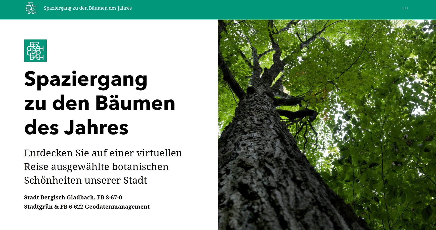 Tag des Baumes – Baumpflanzung und Start der virtuellen Reise zu den „Bäumen des Jahres“ in der Stadt Bergisch Gladbach