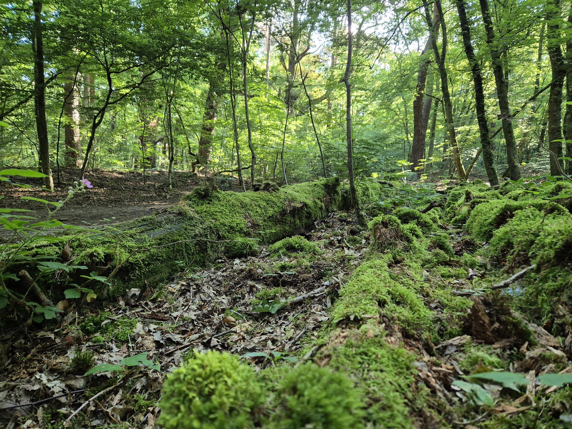 Bürgerinnen und Bürger sind gefragt: Stadt Bergisch Gladbach lädt zur Beteiligung am Leitbild für den städtischen Wald ein