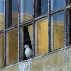 Taube im Fenster - Ausschnitt, Foto Martin Franke